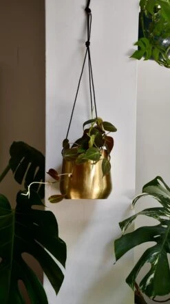 Philodendron Micans -Plant Sale Store 98bb8d 50659ac358f649c693a0880ae1de5168 mv2