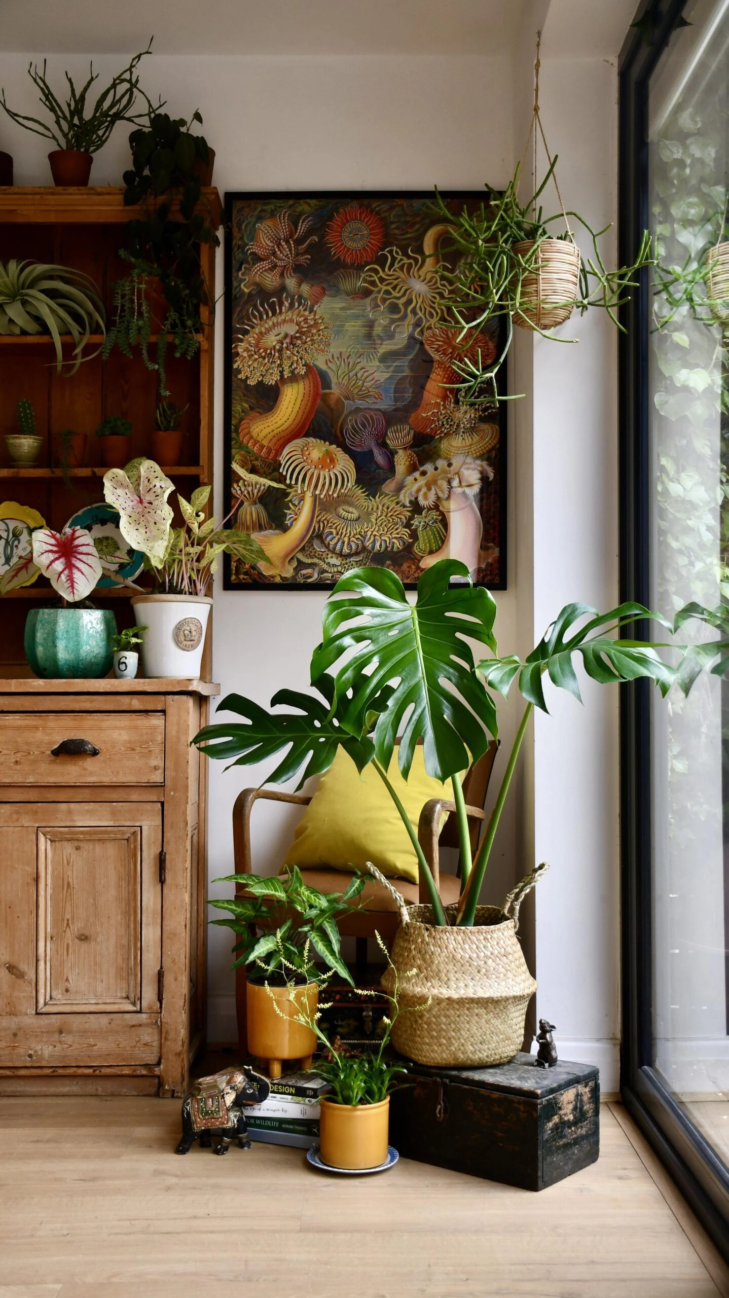 Medium Monstera Deliciosa (Elegant Stem Form) 6 Medium Monstera Deliciosa (Elegant Stem Form) - Image 6