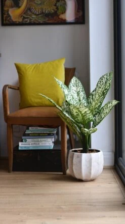 Dieffenbachia White Etna *Rare* -Plant Sale Store 98bb8d 509c11774b4242999c1f3abd4d603649 mv2