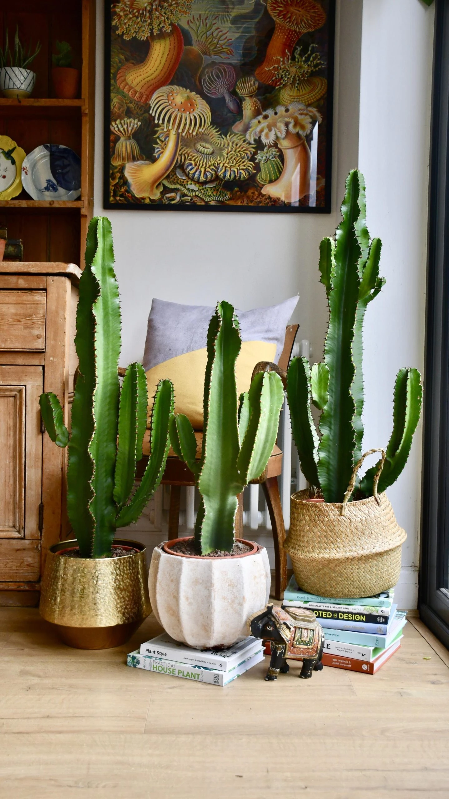 Euphorbia Erytrea - Candleabra Cactus 1 Euphorbia Erytrea - Candleabra Cactus