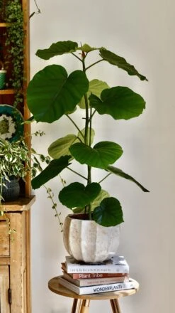 Ficus Umbellata 12 Ficus Umbellata -Plant Sale Store 98bb8d 5105a5fa54a6493aa466586a97d44299 mv2