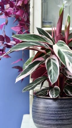 Calathea Stromanthe Triostar & Tembesi Pot -Plant Sale Store 98bb8d 5207f7d681594236a441b49dc22fd019 mv2 142ee00b dc74 4925 bf81 8bf62584b90b