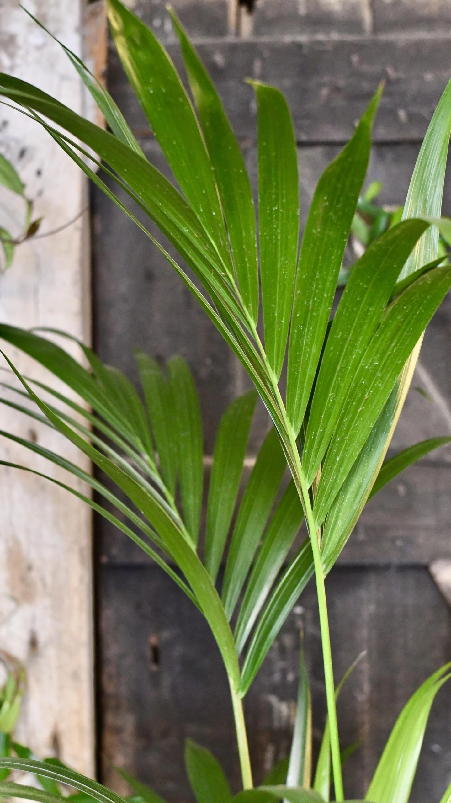 Kentia Palm (Howea Forsterian) 2 Kentia Palm (Howea Forsterian) - Image 2
