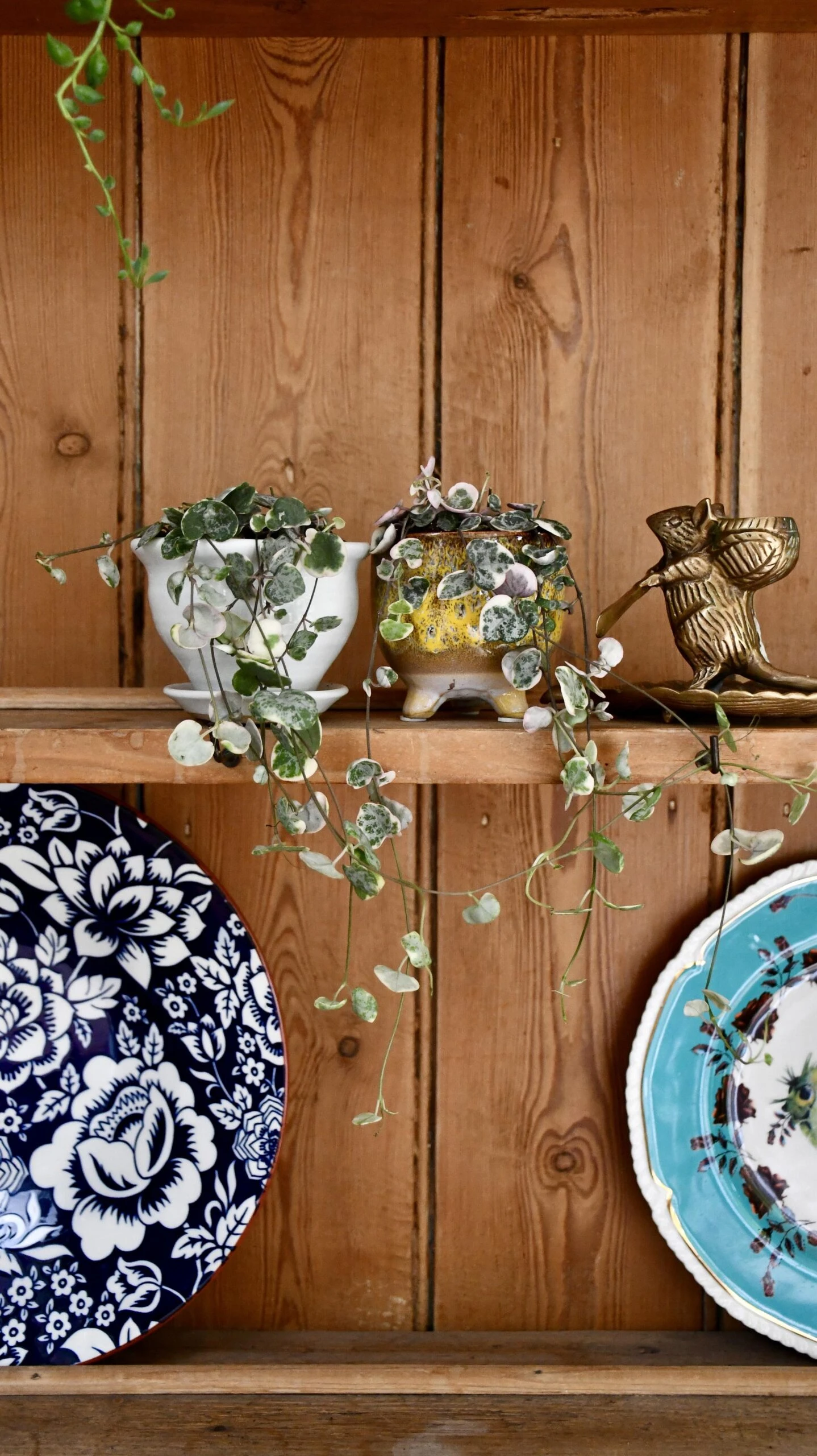 Variegated String Of Hearts | Ceropegia Woodii | Ceropegia Linearis Subsp. Woodii 4 Variegated String Of Hearts | Ceropegia Woodii | Ceropegia Linearis Subsp. Woodii - Image 4