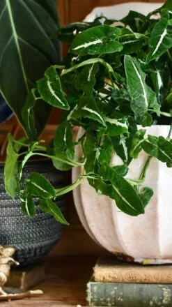 Large Syngonium Wendandii 6 Large Syngonium Wendandii -Plant Sale Store 98bb8d 5306957a82ba4ed1a02b765b79a93163 mv2