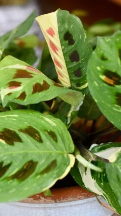 Maranta Leuconeura Kerchoveana | Maranta Fiesta | Prayer Plant -Plant Sale Store 98bb8d 533b05b304f346aea77e4b0932ccaaaa mv2 46d3ce91 de70 494a bbcb e9daa6bcbf53