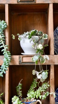 Variegated String Of Hearts | Ceropegia Woodii | Ceropegia Linearis Subsp. Woodii 8 Variegated String Of Hearts | Ceropegia Woodii | Ceropegia Linearis Subsp. Woodii -Plant Sale Store 98bb8d 5344f02c468f47e2897b887c14835740 mv2