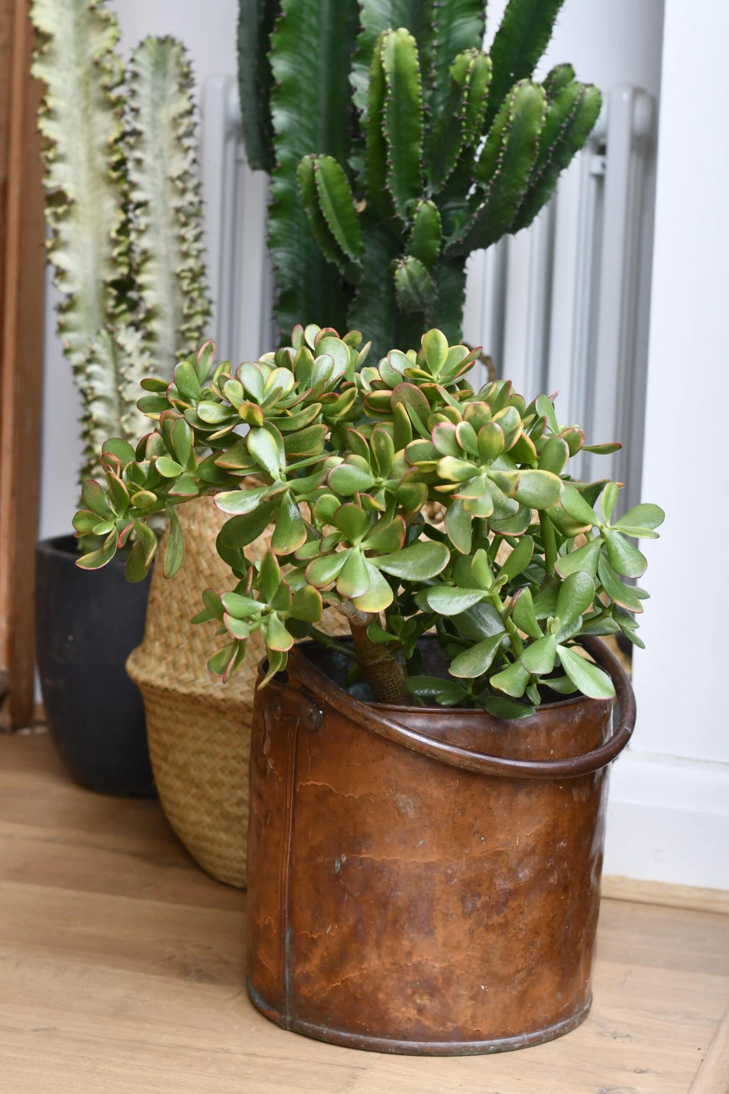 Crassula Ovata Hummels Sunset 3 Crassula Ovata Hummels Sunset - Image 3