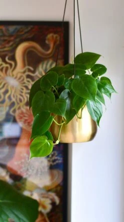 Philodendron Scandens And Atsu Brass Hanging Planter -Plant Sale Store 98bb8d 543cc6607b754e6fb97212c567a259b9 mv2