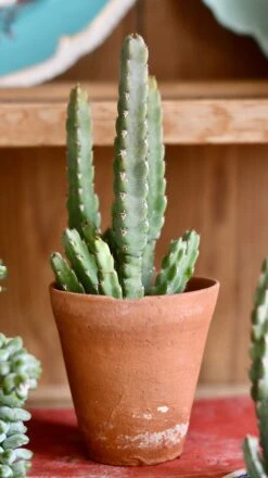 Euphorbia Debilispina -Plant Sale Store 98bb8d 55193ff1cc95410ebc80e3d488766000 mv2