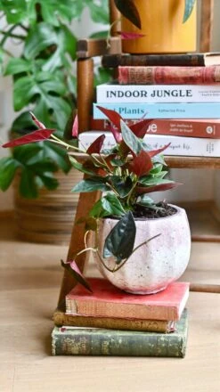 Syngonium Erythrophyllum "red Arrow Plant"