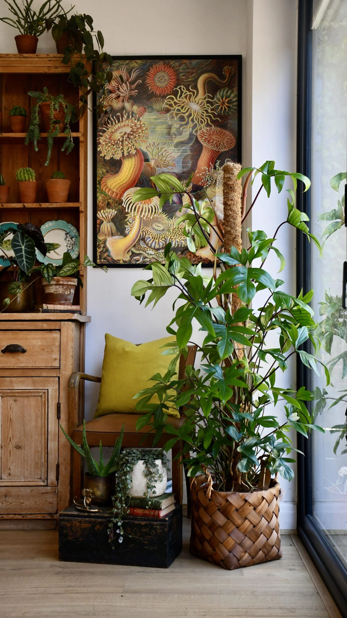 Philodendron Pedatum 1 Philodendron Pedatum