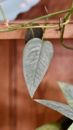 Epipremnum Cebu Blue (Cebu Blue Pothos, Epipremnum Pinnatum) -Plant Sale Store 98bb8d 5683333abebd40818a73054b2ca9e749 mv2