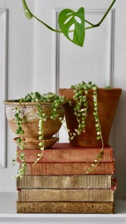 Variegated String Of Pearls -Plant Sale Store 98bb8d 5687058dff564c169f1a228f29e9951e mv2