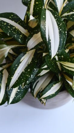 Dracaena Surculosa 'Milky Way' -Plant Sale Store 98bb8d 568dd21136ec49deb7f9884ef125281a mv2