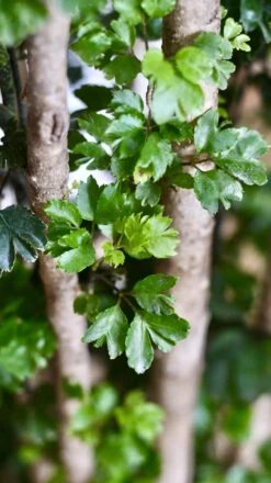 Polyscias Roble, Aralia Roble 13 Polyscias Roble, Aralia Roble -Plant Sale Store 98bb8d 569d0bb53fcd4b9dbbae7ad939bf8d67 mv2