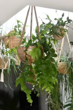 Selenicereus Chrysocardium - Fern Leaf Cactus 6 Selenicereus Chrysocardium - Fern Leaf Cactus -Plant Sale Store 98bb8d 56c68b095d0045fd87e7a7d52bdd7e89 mv2