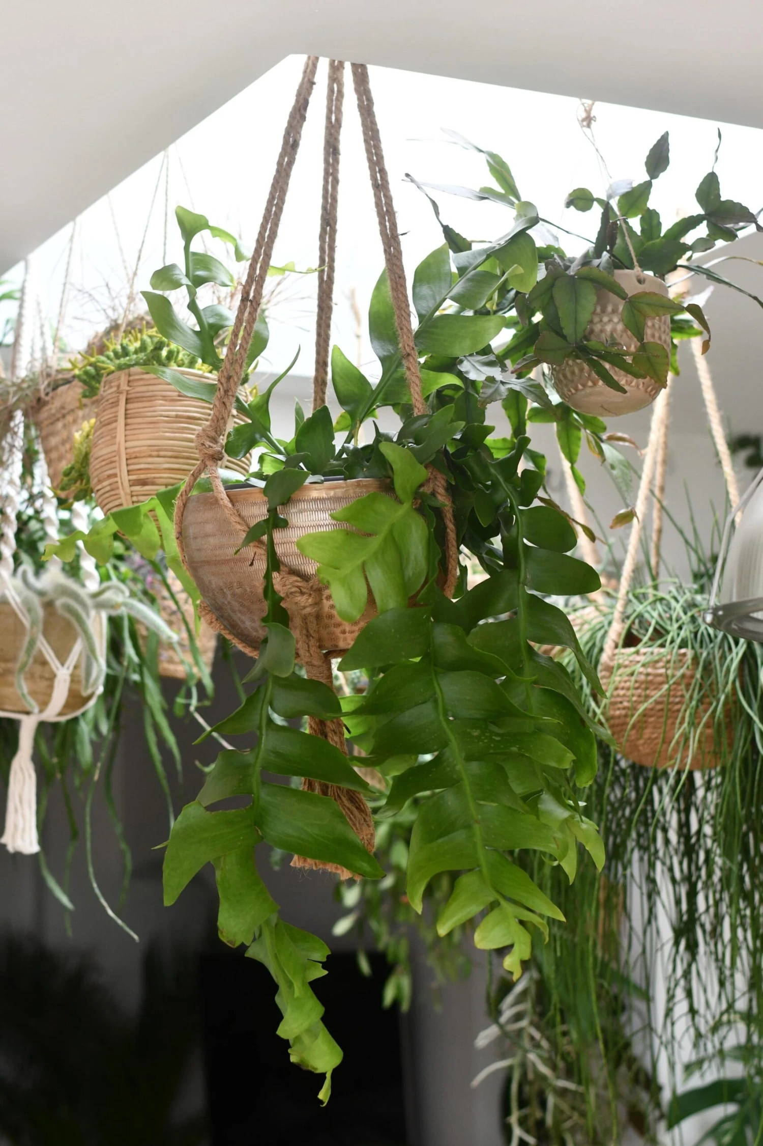 Selenicereus Chrysocardium - Fern Leaf Cactus 3 Selenicereus Chrysocardium - Fern Leaf Cactus - Image 3