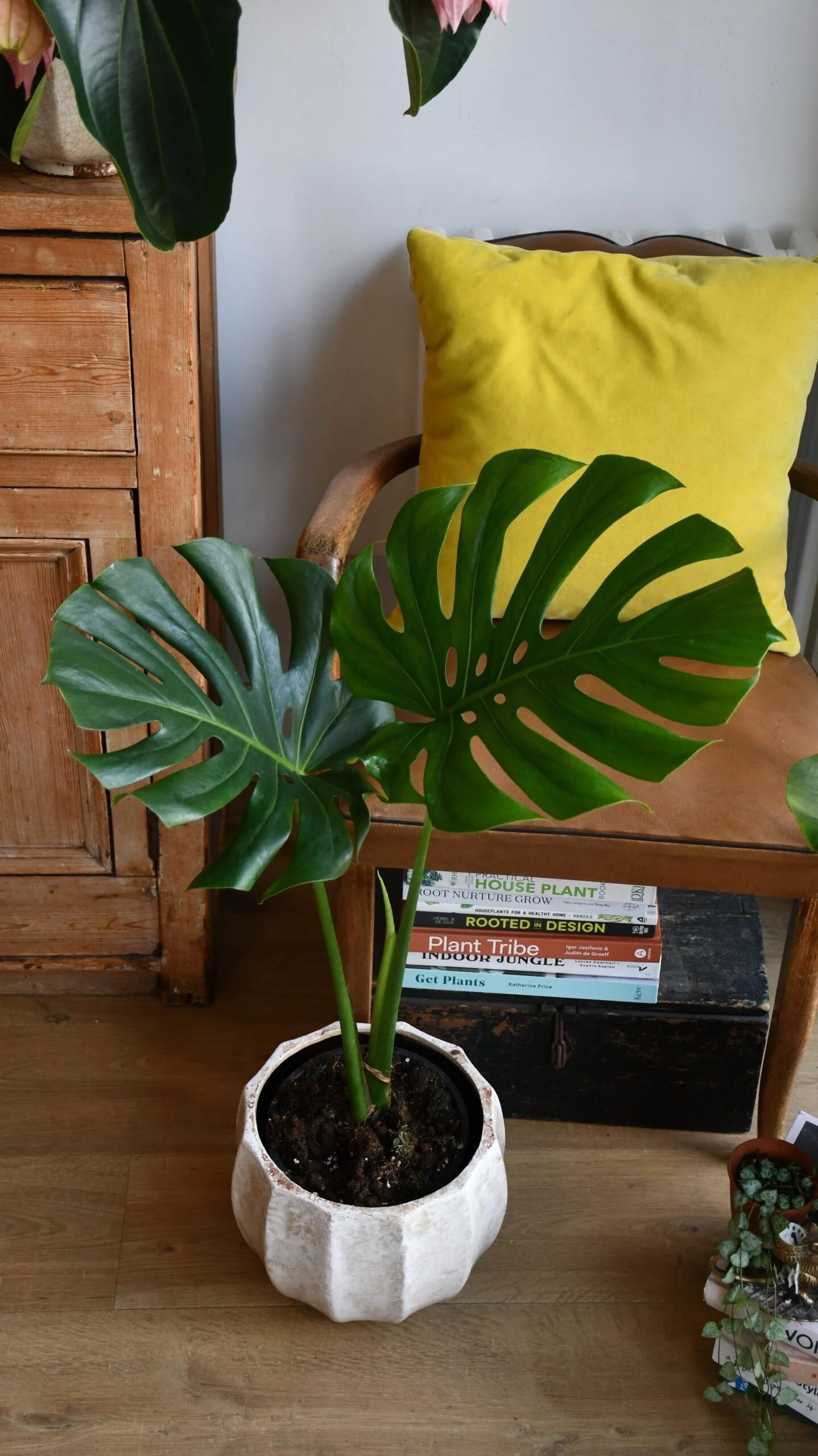 Small Monstera Deliciosa {Large Leaved Elegant Stem Form} 2 Small Monstera Deliciosa {Large Leaved Elegant Stem Form} - Image 2