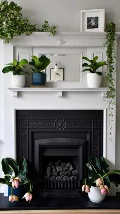 Baby Ficus Lyrata (Fiddle Fig Tree) -Plant Sale Store 98bb8d 5836421a3f054a258ace7eb2b4a0d162 mv2 c123a3b8 c611 4d84 b054 b6de673109eb