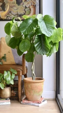 Ficus Umbellata (Tree Form) 6 Ficus Umbellata (Tree Form) -Plant Sale Store 98bb8d 595dc4cacbe74e569b0e1795235fe7cf mv2