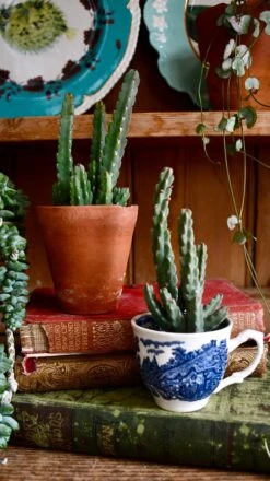 Euphorbia Debilispina