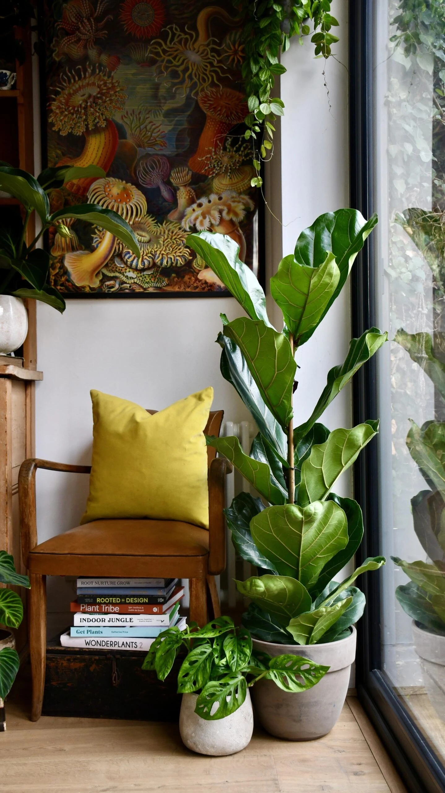 Ficus Lyrata Tree (Fiddle Leaf Fig Tree Single Stem) 2 Ficus Lyrata Tree (Fiddle Leaf Fig Tree Single Stem) - Image 2