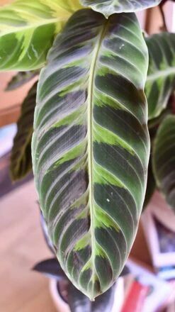 XL Calathea Warscewiczii 7 XL Calathea Warscewiczii -Plant Sale Store 98bb8d 5a0fab910ed34f3e945619a182bbd6b2 mv2