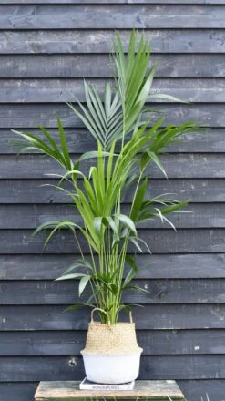Kentia Palm (Howea Forsterian) 10 Kentia Palm (Howea Forsterian) -Plant Sale Store 98bb8d 5a2e08a3dd904b788f3bec2434208c39 mv2