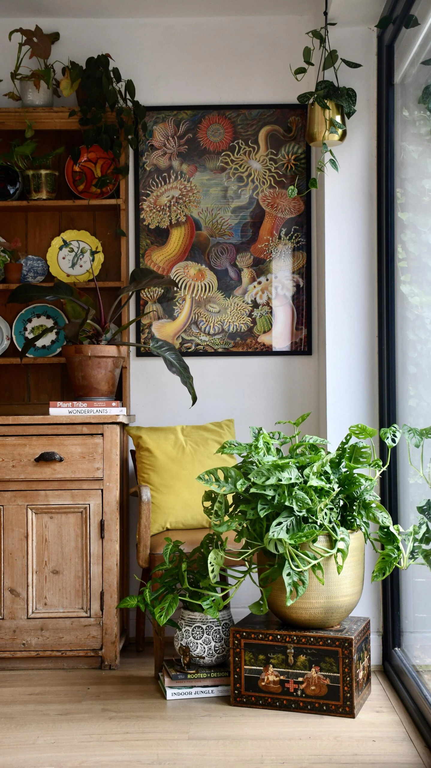 XL Monstera Obliqua 'Monkey Mask' 2 XL Monstera Obliqua 'Monkey Mask' - Image 2