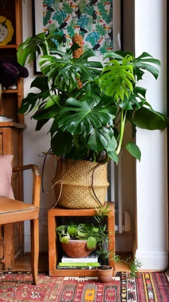 Monstera Deliciosa (Swiss Cheese Plant, Bush Form Monstera)