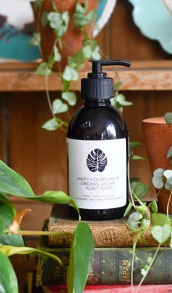 Philodendron Scandens Brasil 7 Philodendron Scandens Brasil -Plant Sale Store 98bb8d 5bc293fcb1f64b5a88e16706631c4432 mv2 fc52f7cd 25c1 46ff b706 2e2715d66a79