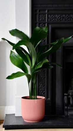 Aspidistra Elatior And Vibes Pot (Cast Iron Plant) -Plant Sale Store 98bb8d 5d1450785bd14da8b409985a18ae6e3d mv2