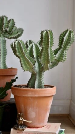 Euphorbia Cooperi -Plant Sale Store 98bb8d 6193e4fa5f284f2c9b7d7084106e8743 mv2