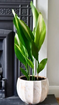 Aspidistra Elatior 'Asahi' (Lime Striped Cast Iron Plant) -Plant Sale Store 98bb8d 622b96f0032d406787d844eb38154157 mv2