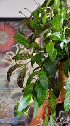 Aeschynanthus Marmoratus (Zebra Basket Vine) -Plant Sale Store 98bb8d 622d6772e8714d3988214b0ac816ba84 mv2