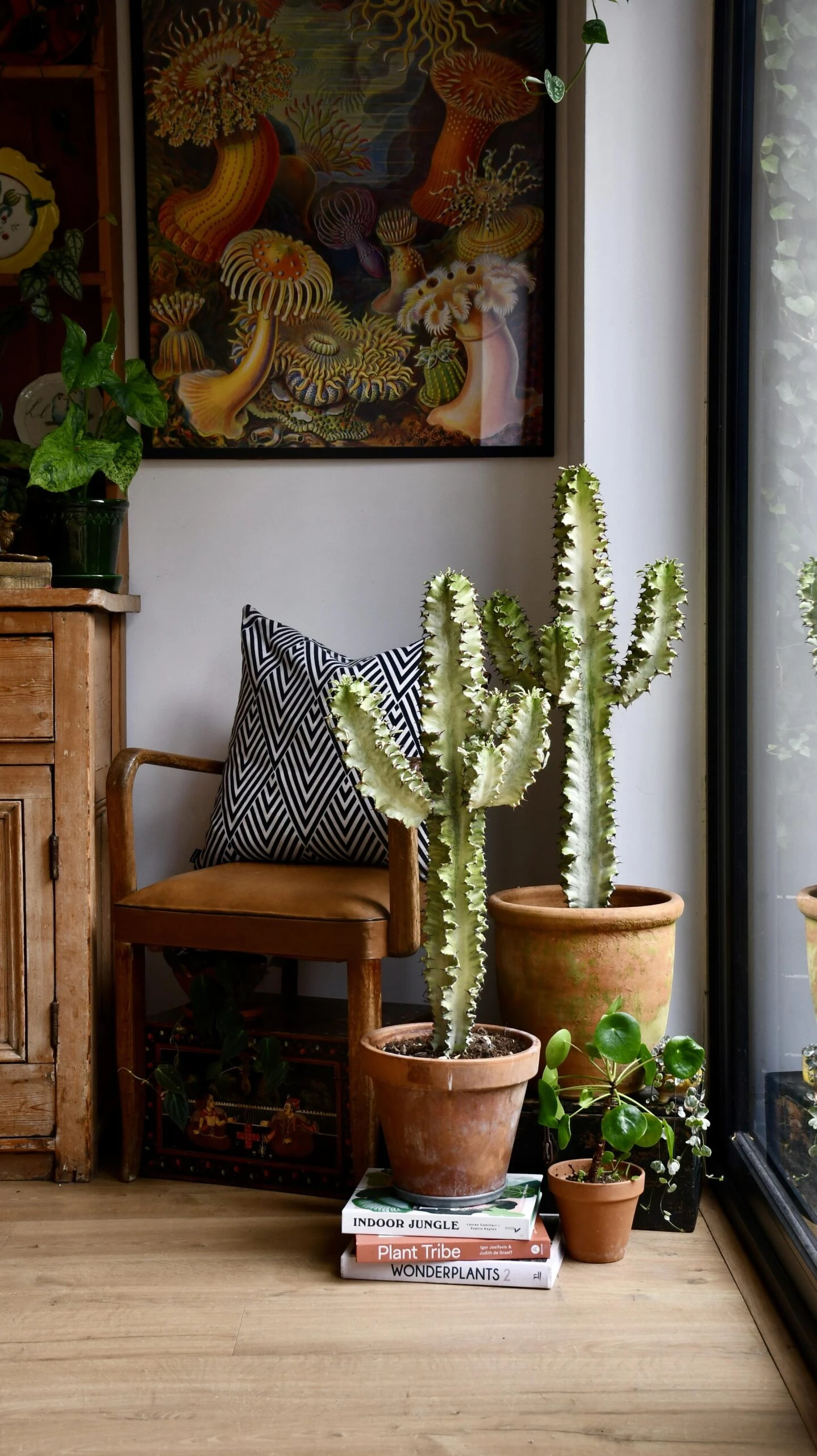 Euphorbia Erytrea Variegata 1 Euphorbia Erytrea Variegata