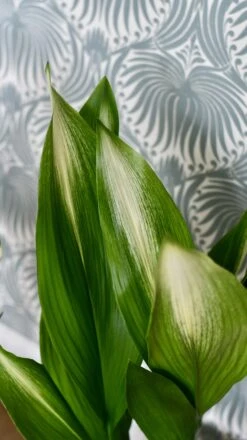 Aspidistra Elatior 'Asahi' (Lime Striped Cast Iron Plant) -Plant Sale Store 98bb8d 62ec43b067884fe8b50975cf2484adc0 mv2