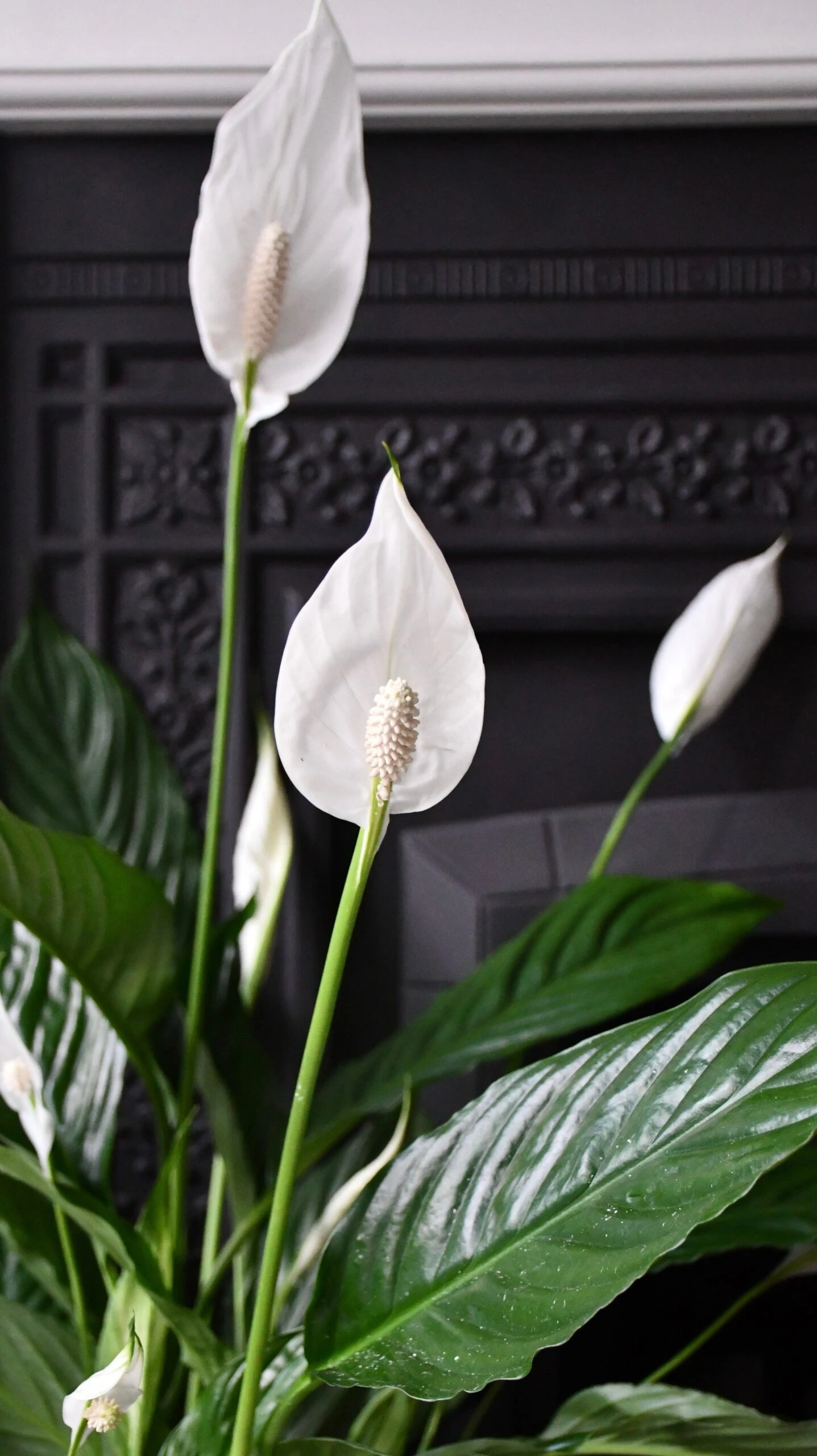 Spathiphyllum, Peace Lilly & Pot 2 Spathiphyllum, Peace Lilly & Pot - Image 2