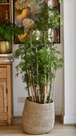 Polyscias Ming Or Aralia Ming 15 Polyscias Ming Or Aralia Ming -Plant Sale Store 98bb8d 6382d7affb1e42dabe36097425867362 mv2