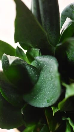 Sansevieria Trifasciata Black Dragon 8 Sansevieria Trifasciata Black Dragon -Plant Sale Store 98bb8d 643ca7ac886343cabc2d8807eebb35bf mv2 50a71c95 63fc 4859 bb03 e52fbb786d3b