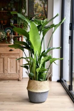 Strelitzia Nicolai -Plant Sale Store 98bb8d 64d1e888a2c94bfd8a0d9a6916b57594 mv2 d 3560 5340 s 4 2