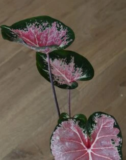 Caladium 13cm Pot 6 Caladium 13cm Pot -Plant Sale Store 98bb8d 64d91325fa104243bfdd2b0d138a3e15 mv2