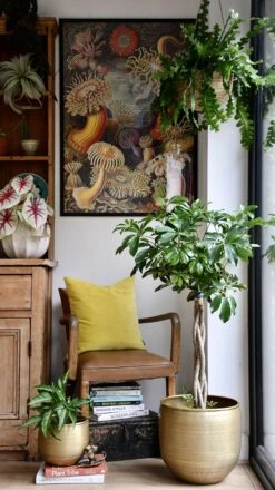 The Umbrella Tree Or Schefflera Plant -Plant Sale Store 98bb8d 658370d331f94a55b029ceb667e144b7 mv2