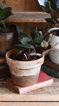 Black Velvet Jewel Orchid *rare* (Ludisia Discolor Black Velvet) -Plant Sale Store 98bb8d 65a2775c296748f3a720ef8bb1acd498 mv2