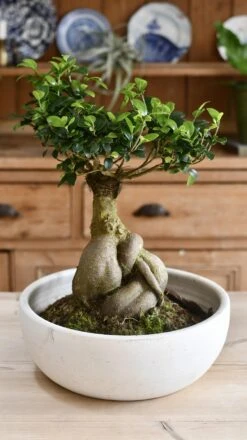 XL Ficus Retusa Or 'Ginseng'Bonsai Tree -Plant Sale Store 98bb8d 65e148ac827043c2a499405487776cb4 mv2