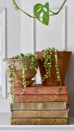 Variegated String Of Pearls