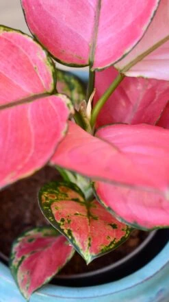 Aglaonema Pink Star -Plant Sale Store 98bb8d 67a9cd2f80fd49c48e51d73254d57e33 mv2