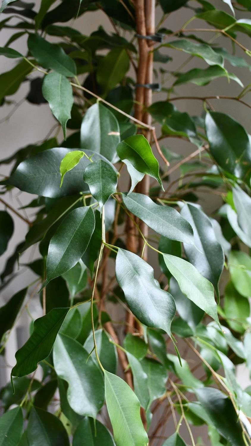 Indoor Weeping Fig Tree | Ficus Benjamina | Ficus Benjamina Weeping Fig Tree 3 Indoor Weeping Fig Tree | Ficus Benjamina | Ficus Benjamina Weeping Fig Tree - Image 3