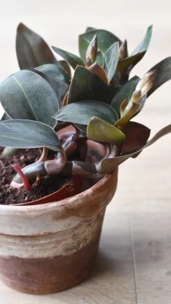 Black Velvet Jewel Orchid *rare* (Ludisia Discolor Black Velvet) -Plant Sale Store 98bb8d 689b70bec7684711a0c8192ed12e6e06 mv2